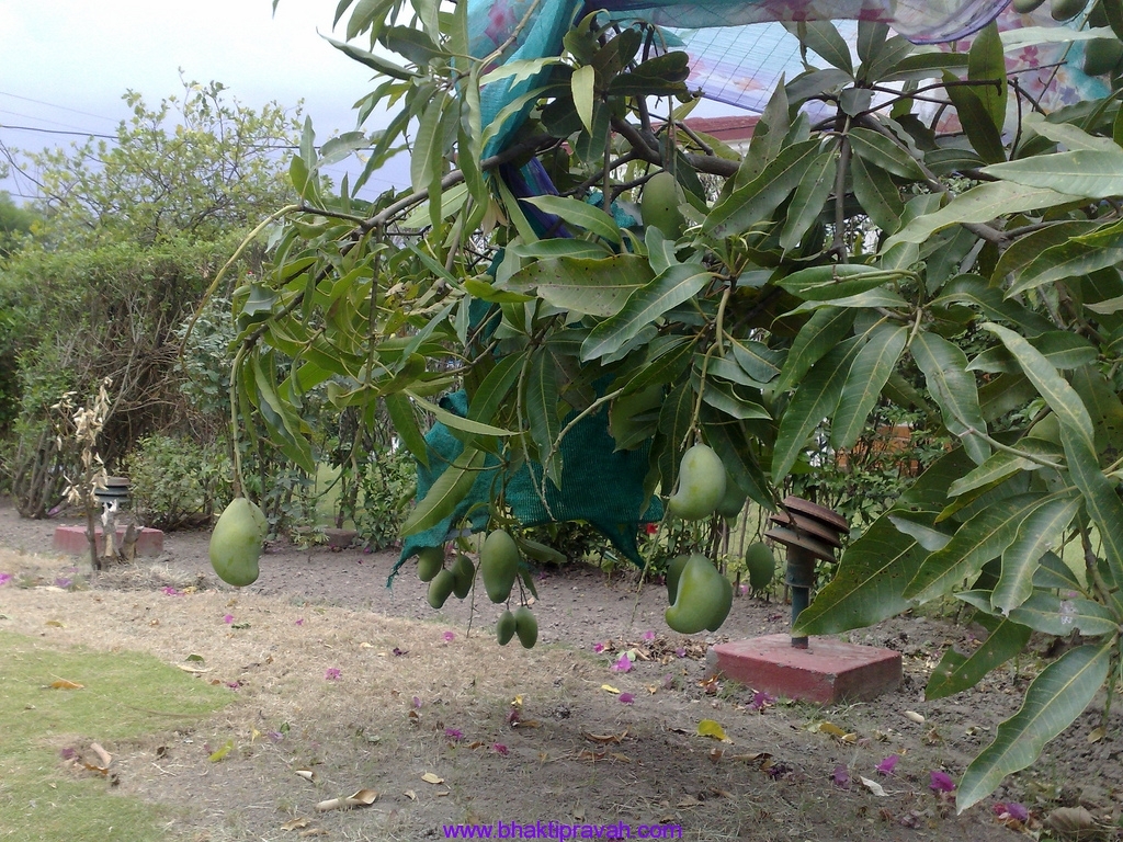 Mango Tree